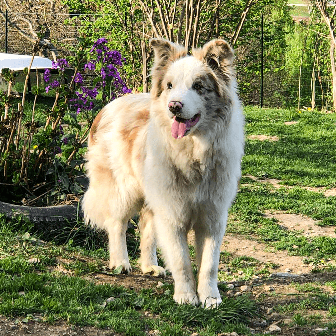 BorderCollie Chiaro