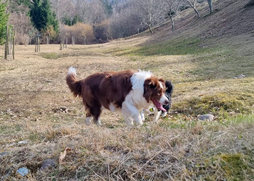 kiska