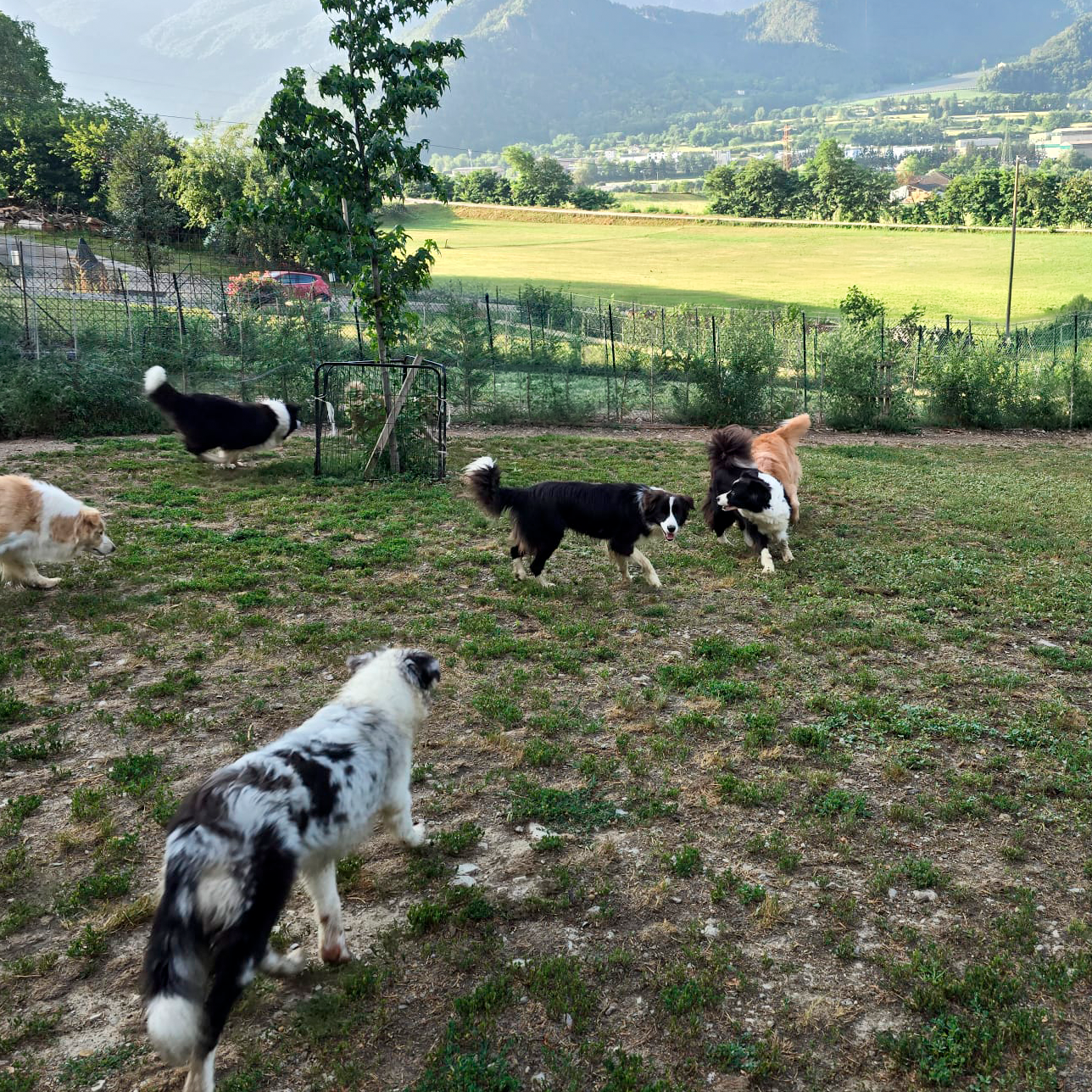 prato allevamento