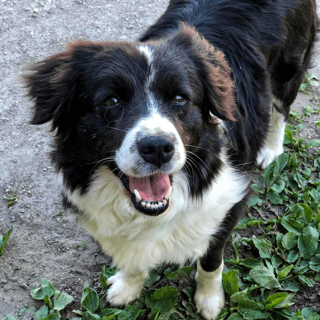 BorderCollie Amy
